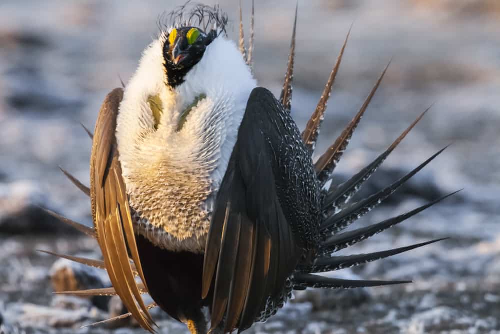 Since cutting the expanding juniper trees from his ranch, Mike has seen more sage grouse nesting in the spring. Photo: Rick McEwan