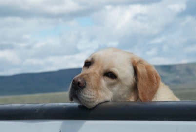 Ranch dog enjoys Hero for a Day (D. Richie, SGI)