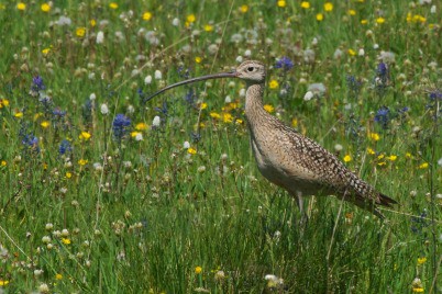 lbcurlew-miracle-402