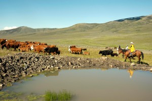 What's good for the grouse is good for the cattle - on Tanner Ranch in Utah. Photo: Ron Francis, NRCS