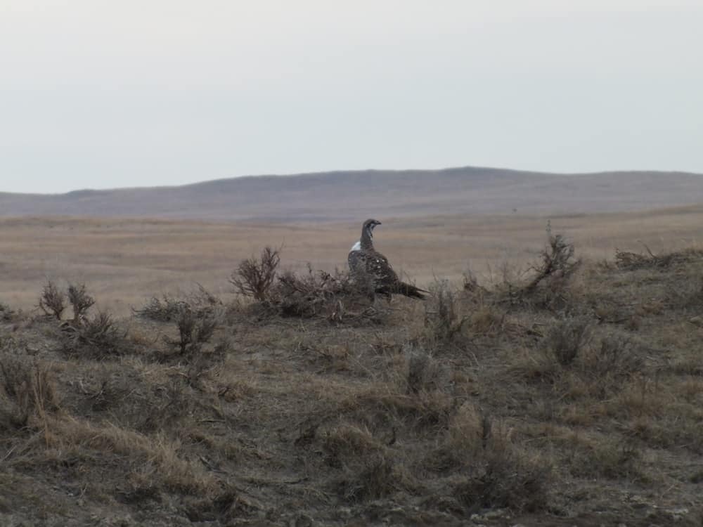 A lone sage grouse looks over the South Dakota plains. (Photo: Sharon Zolnoski)