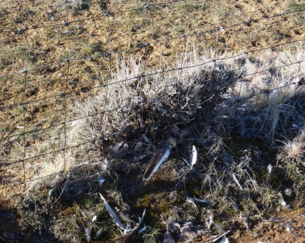 Greater Sage-Grouse feathers caught in this fence provide evidence of a likely strike. Photo by Laura Quattrini.