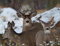 sage-grouse-conservation-benefits-migratory-mule-deer