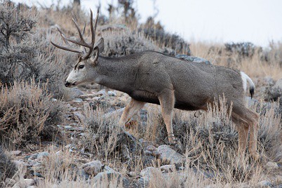 Torrey Creek Road Mule Deer Buck-Scott Copeland 402