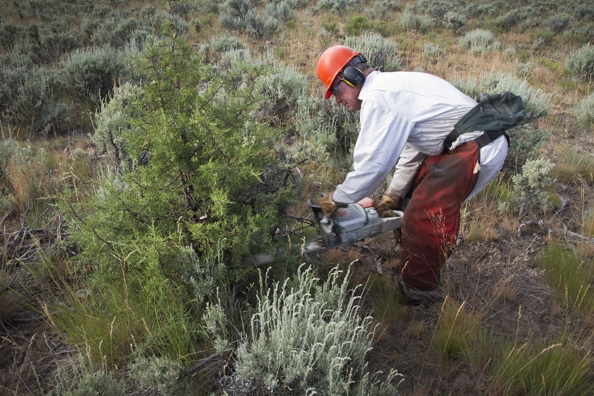 SGI partners with landowners to remove conifers and protect the sagebrush sea.