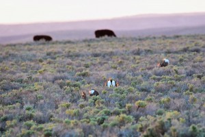 Sage grouse lekking with livestock in the background. Photo: Ken Miracle.