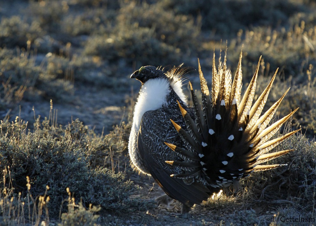 A male sage grouse struts for nearby hens. Photo by Tatiana Gettelman.
