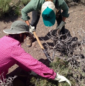BLM Wildlife Biologist Sherri Lisius assists a grad student from California State University, Chico as they lop pinon pine on private land in the Bodie Hills.