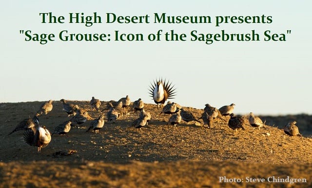 High Desert Museum exhibit on sage grouse courtesy of Steve Chindgren