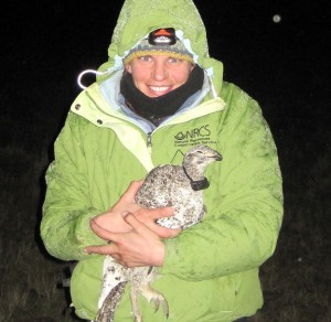 Trisha cuddles with a radio-collared sage grouse hen in Idaho.All Rights Reserved.アイダホ。