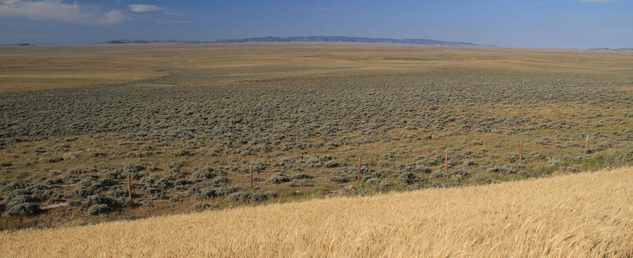Cultivation crops like wheat (foreground) destroys vital sage grouse habitat. Photo by Conservation Media.