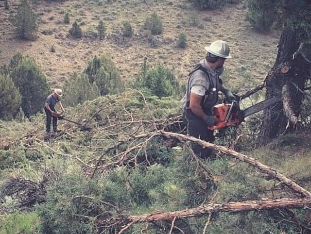 Removing conifers on the ranch opens up prime habitat for sage grouse.