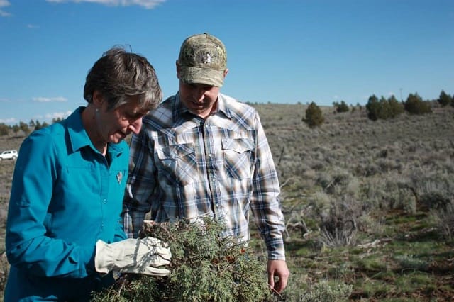 Secretary Jewell learns from Jeremy Maestas how to lop juniper to improve sage grouse habitat.