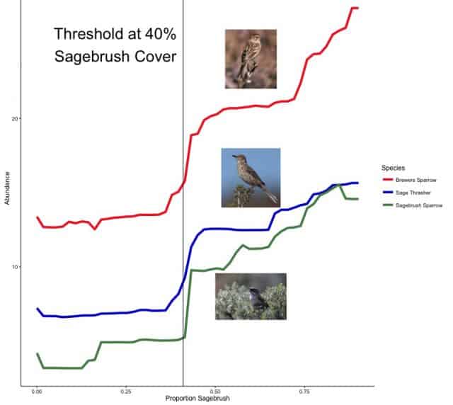Abundance of each of three songbirds doubles where sagebrush covers more than 40% of the landscape. Chart courtesy Jason Tack, University of Montana.