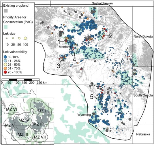 New research shows different sage grouse leks' vulnerability to converting sagebrush into cropland