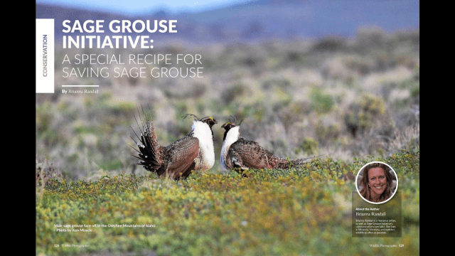 by Brianna Randall about the Sage Grouse Initaitive