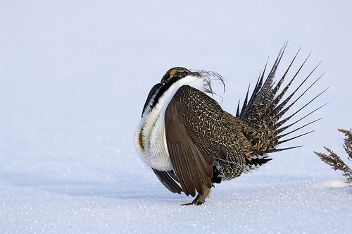greater-sage-grouse-in-snow