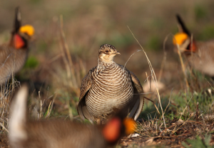 Lesser prairie-chickens benefit from conservation practices like prescribed grazing. Photo by Nick Richter.