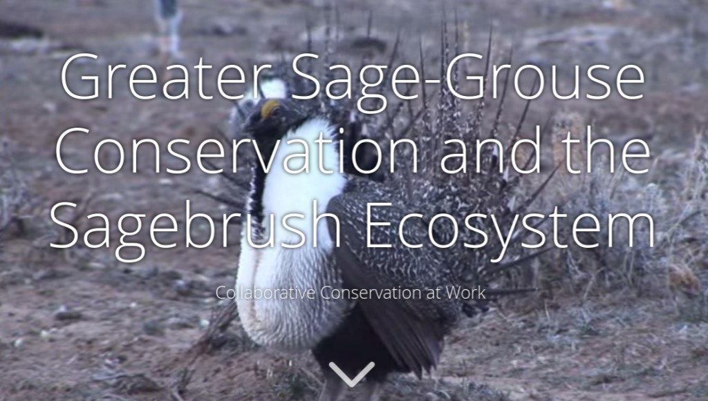 CLICK HERE to see the new multimedia Greater Sage-Grouse Story Map!