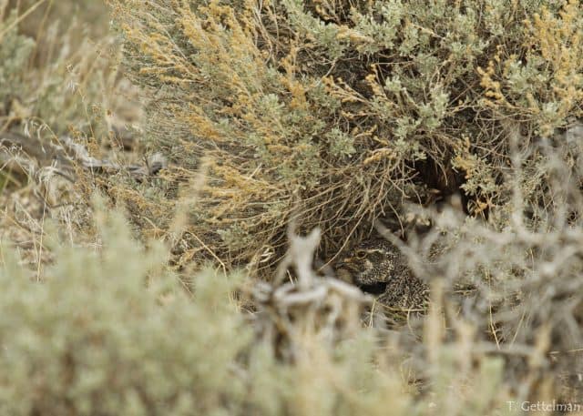 Can you find the sage grouse hen on her nest? A new study compares nesting habitat recovery post conifer removal. Photo: Tataiana Gettelman, USGS