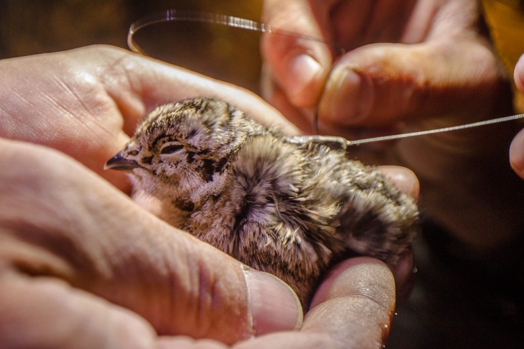 Each chick's radio tag is smaller than a pinky nail, and secured quickly with two sutures. Photo by Kenton Rowe.
