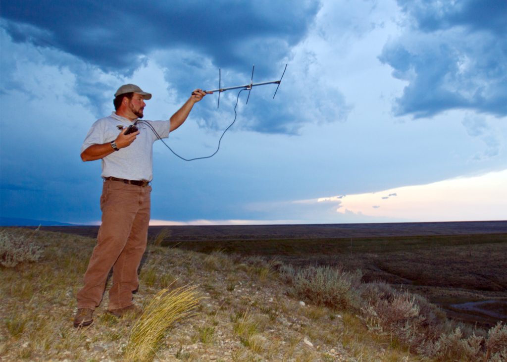 Field technicians find radio-collared sage grouse hens using telemetry. Photo by Kenton Rowe.