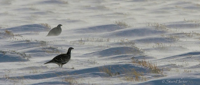 Chad Harter Winter Sage Grouse 640