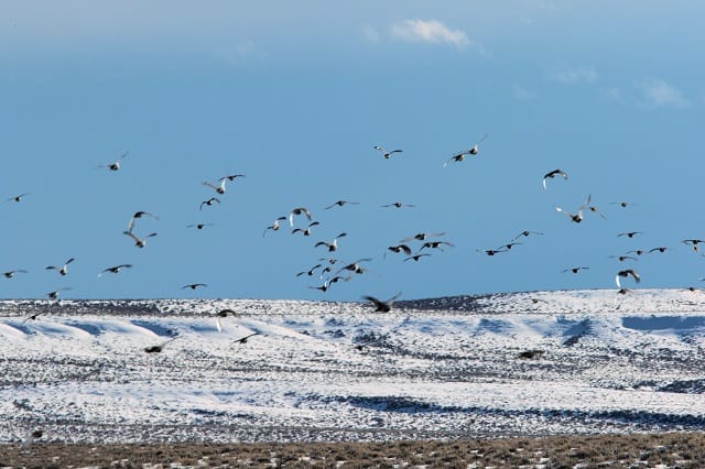 Sage grouse band together in winter, traveling in flocks of up to several hundred birds. Photo by Steve Chindgren.