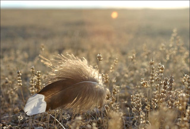 Over 7,000 sage grouse feathers were collected to study how sage grouse disperse across the landscape.
