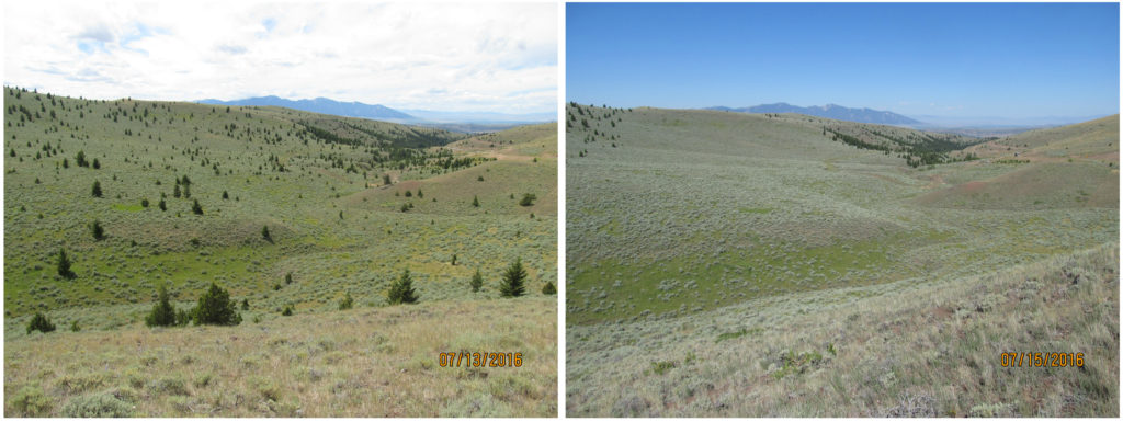 Removing conifers improves sagebrush habitat and water availability, benefiting birds and ranchers. Photo of conifer cut in Montana by Dan Durham.