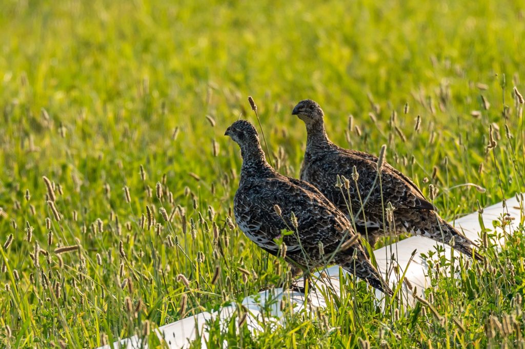 Two sage grouse hens perch on a pipe in an irrigated agricultural field. Photo: Ken Miracle.
