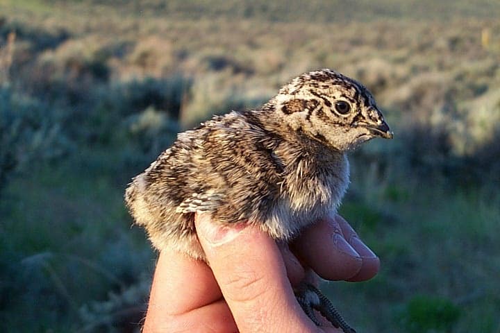 Sage grouse chicks rely on eating the insects and forbs found in mesic habitat. Photo: USFWS