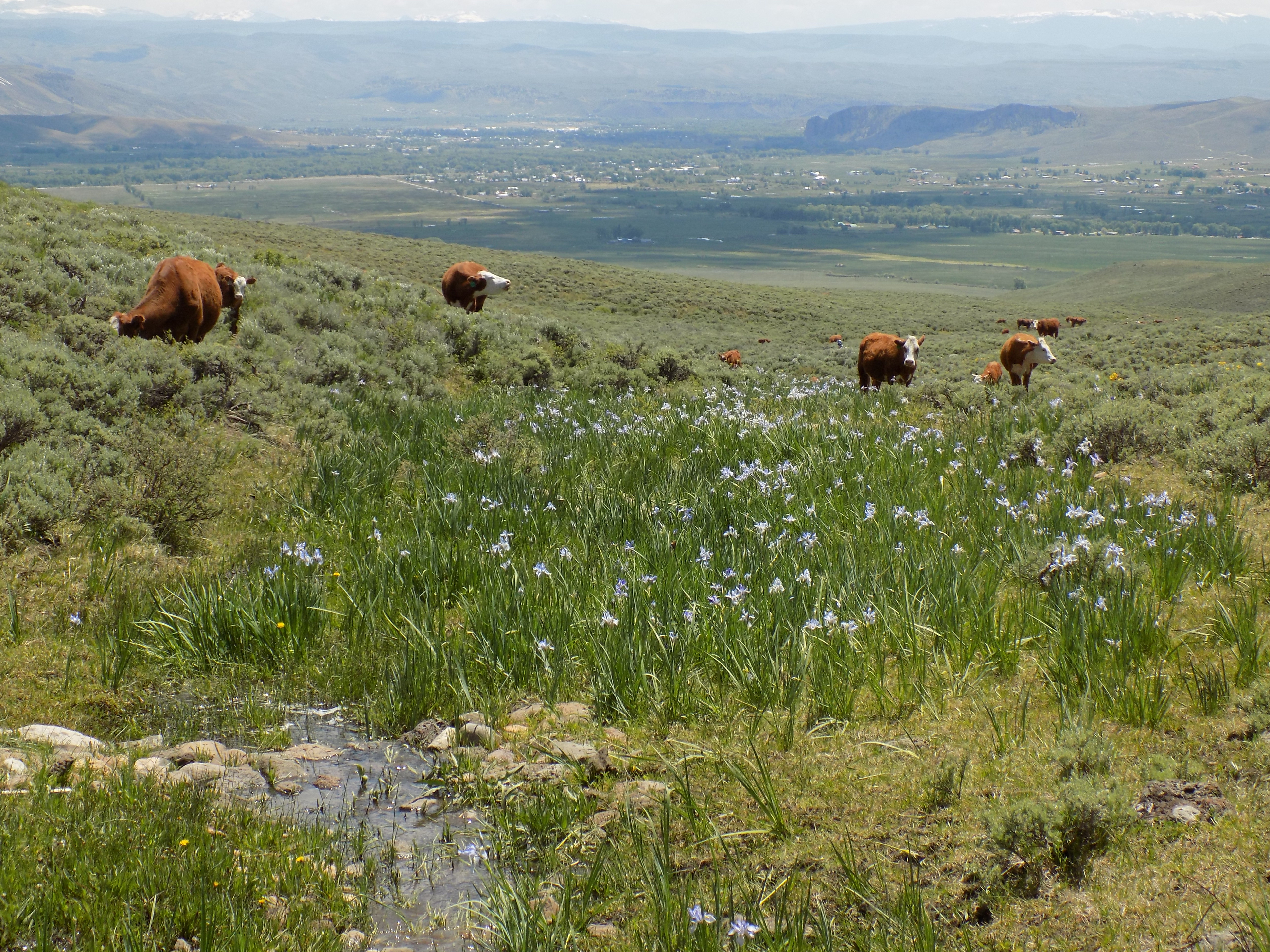 Gunnison sage-grouse are found only in southwestern Colorado and southeastern Utah. The birds' life cycles and habitat needs are highly compatible with grazing. This photo shows the town of Gunnison behind cattle in a wet meadow in sagebrush country. Photo: Shawn Conner