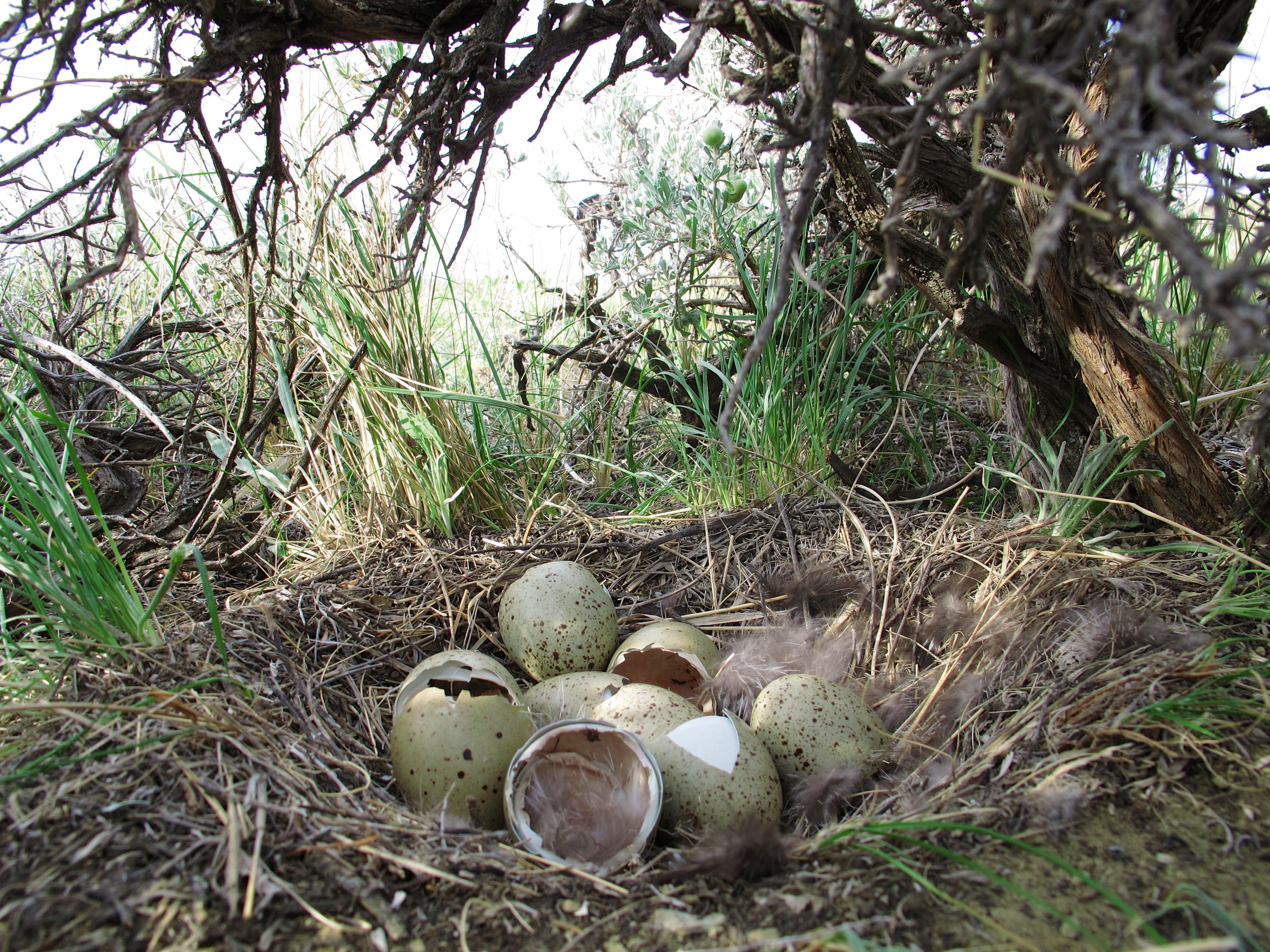 Sage grouse chicks hatch in ground nests about one month after hens lay eggs. Photo: Joe Smith
