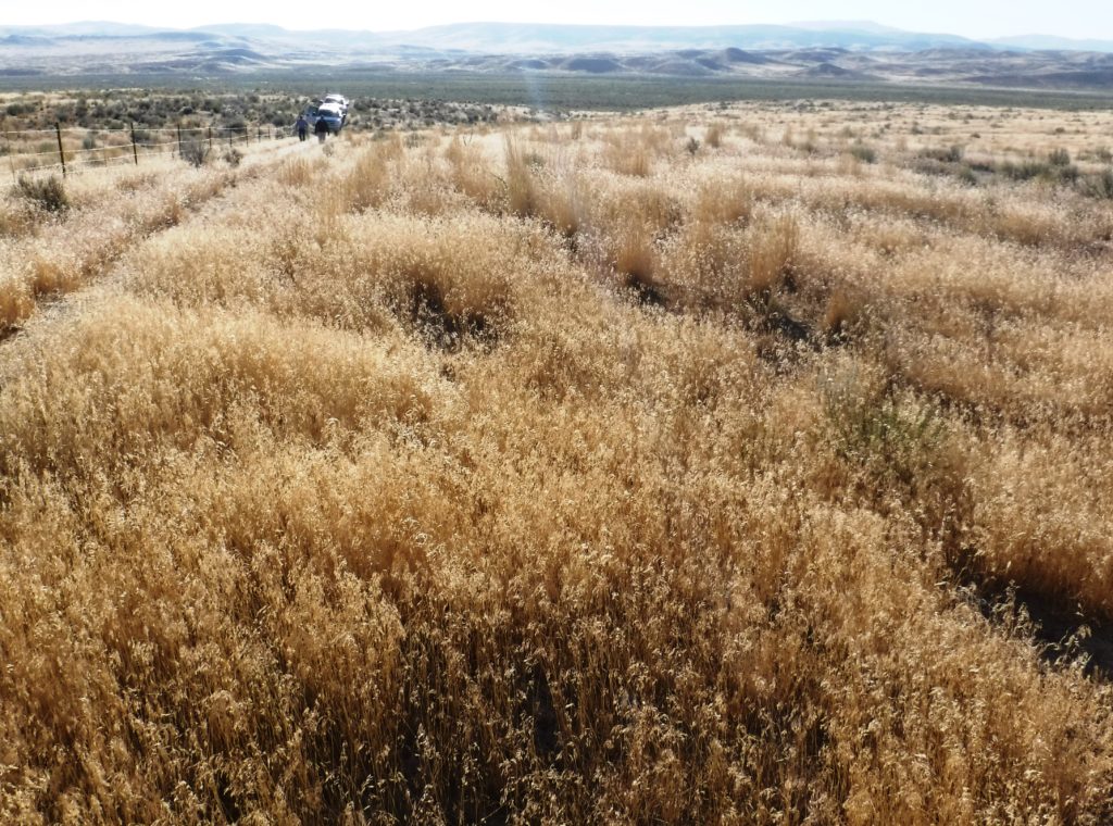 Cheatgrass is an annual invasive plant that crowds out native plants in sagebrush range.