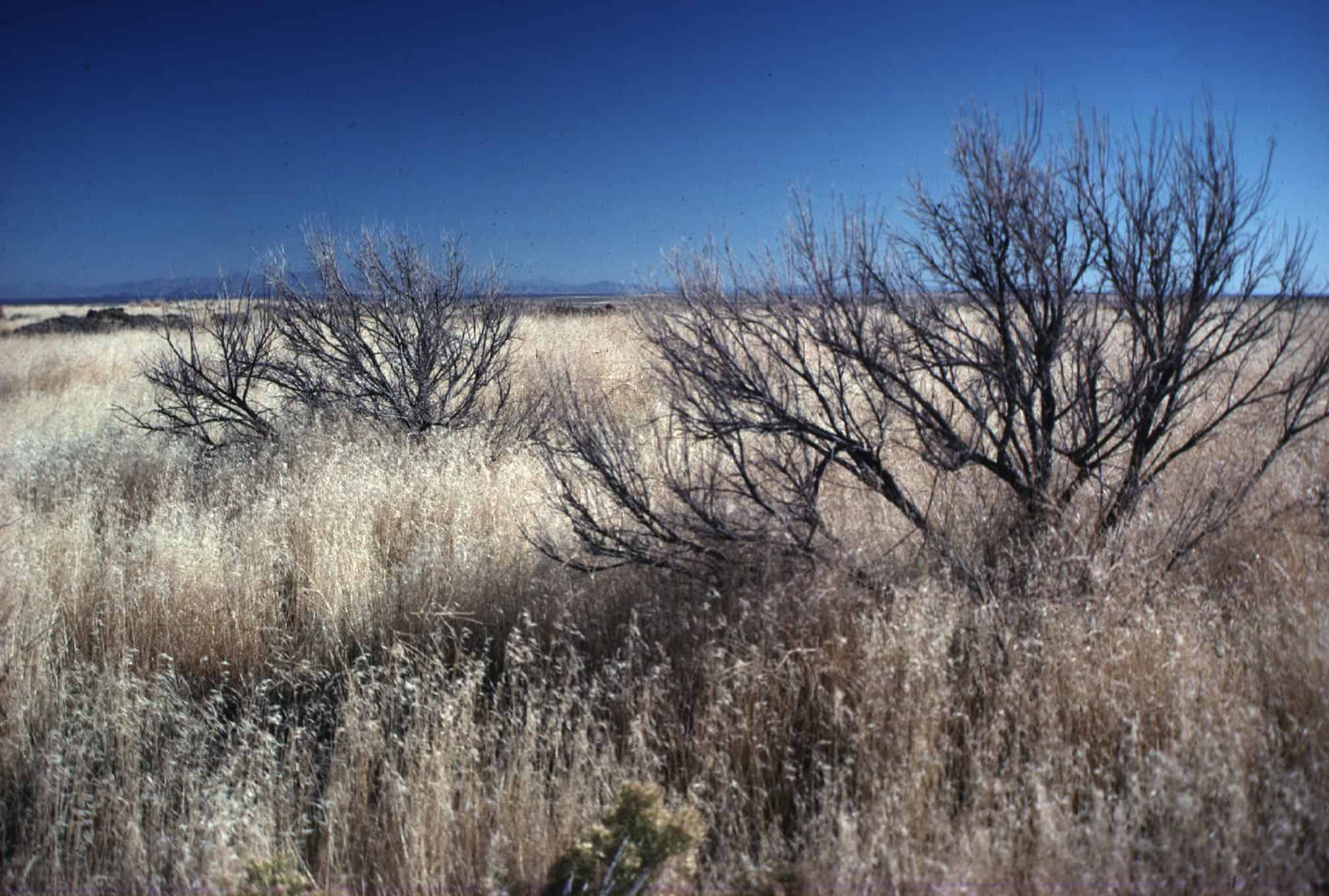 Amid the skeletons of burned sagebrush, cheatgrass creates a monoculture if untreated post-wildfire. Photo: Mike Pellant