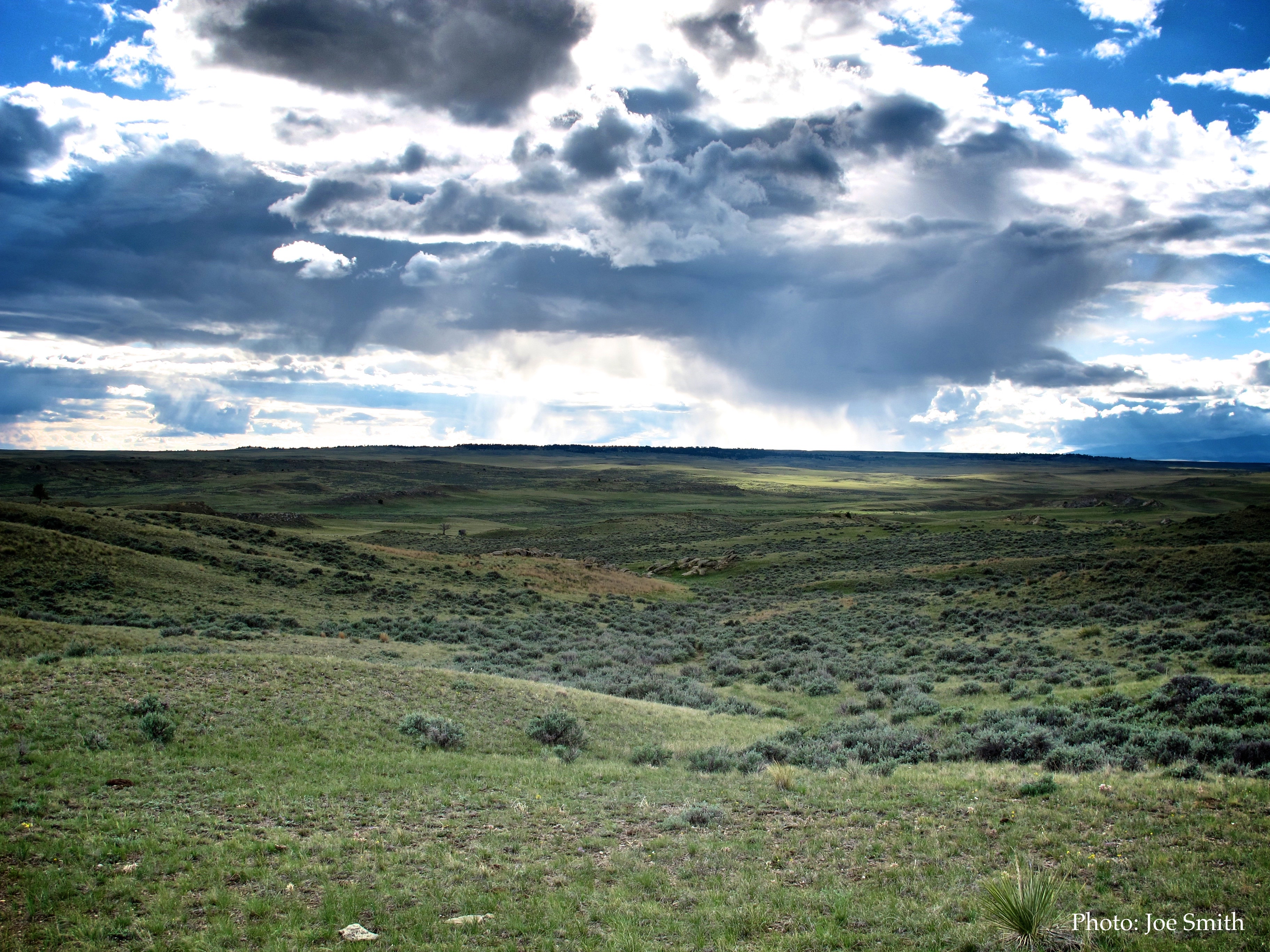 Time-tested range management principles promote diverse and resilient plant communities including native grasses, ensuring sage grouse and other wildlife have the resources they need. Photo by Brianna Randall