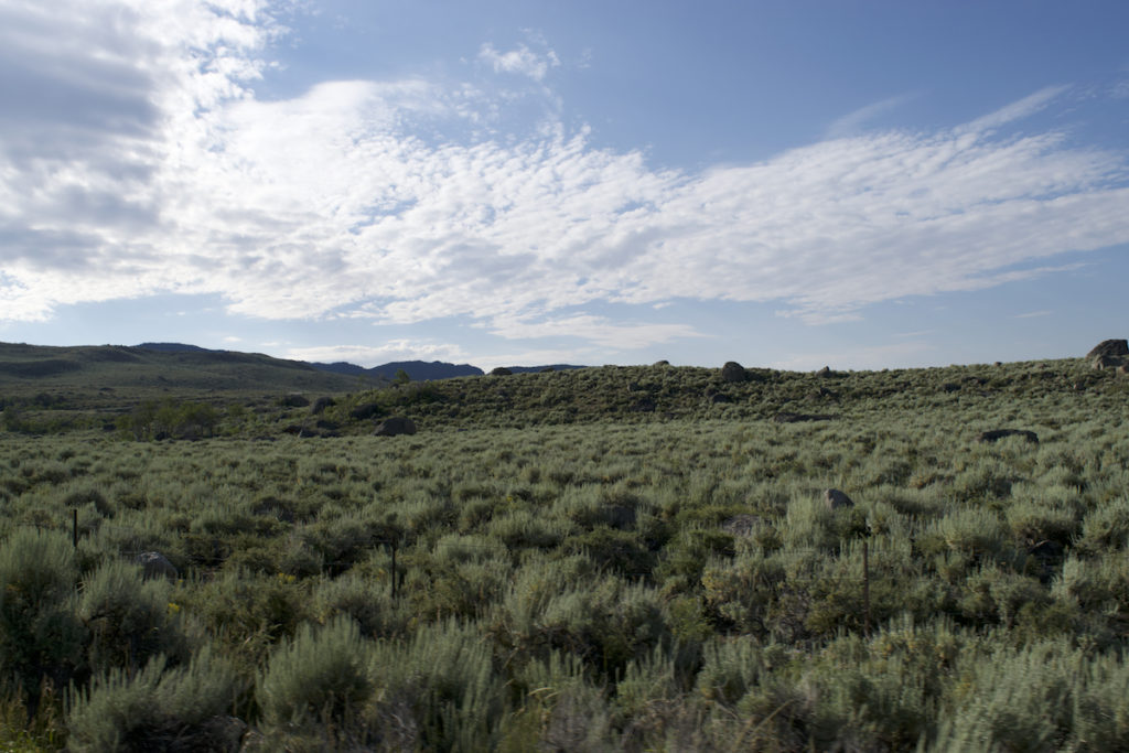 Native plants in sagebrush country are at risk from an invasive weed called cheatgrass. Photo: Brianna Randall