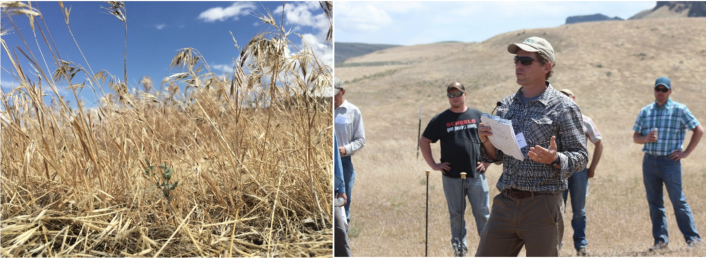Workshop attendees toured cheatgrass control plots used by the USGS and the state of Idaho to test the effectiveness of different treatment techniques. Photos: left, Justin Fritscher NRCS; right, Sarah Levy USFWS.