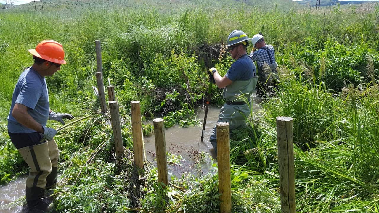 Volunteers build a beaver dam analog with posts and willow branches near Hailey, Idaho. Photo: Eric Winford